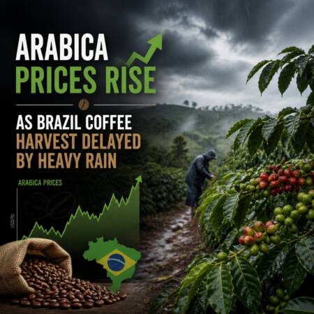 Arabica Prices Rise as Brazil Coffee Harvest Delayed by Heavy Rain Arabica Prices Rise As Brazil Coffee Harvest Delayed By Heavy Rain